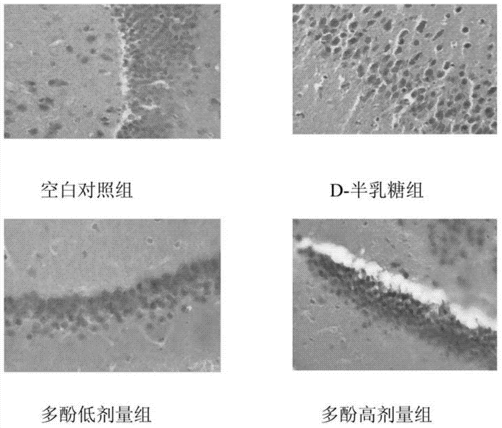 Method for extracting Actinidia kolomikta active polyphenol and application thereof