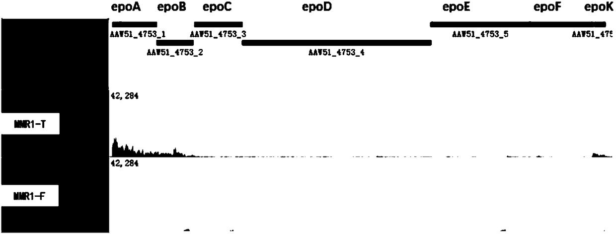 Method for heterologous expression of epothilone