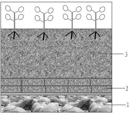 Efficient cultivation system for Periploca sepium Bunge nursery stocks in original habitat of shell sand and cultivation method thereof