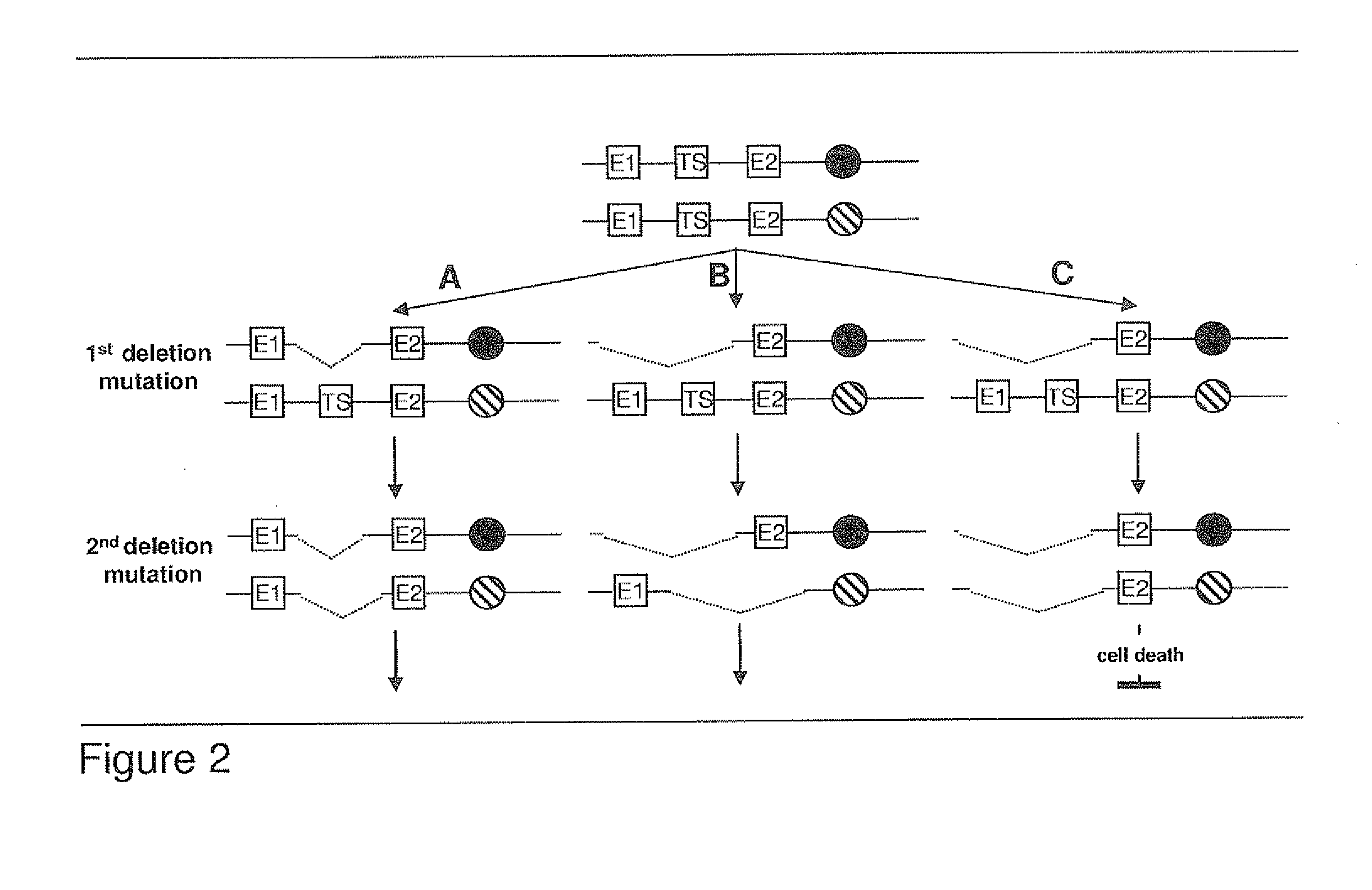 Algorithm for Modification of Somatic Cancer Evolution