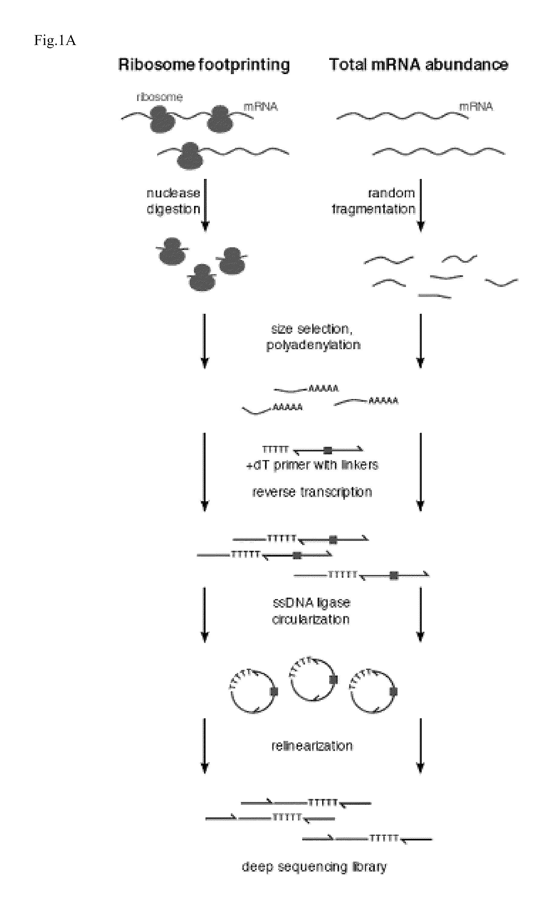 Methods for detecting modification resistant nucleic acids