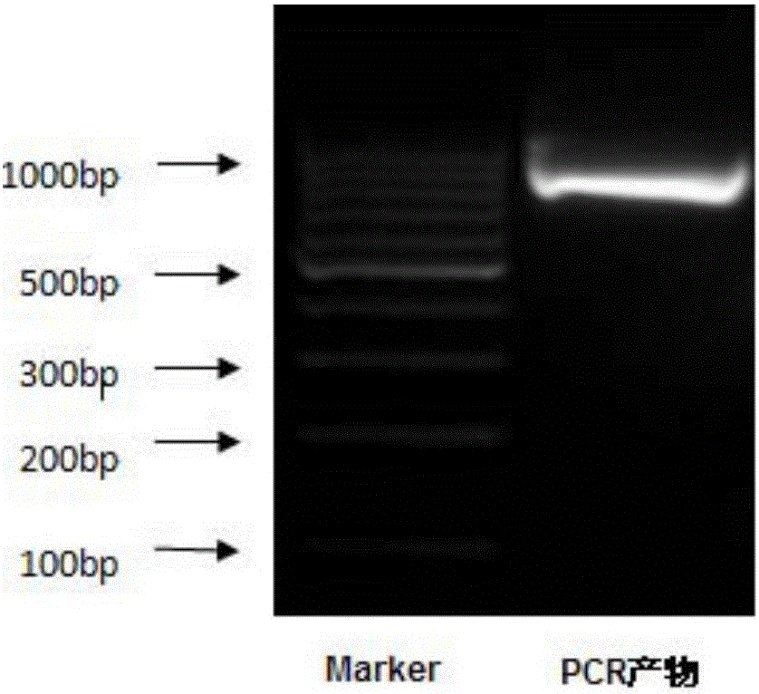 Recombinant expression vector, host and construction method thereof, and animal model construction method