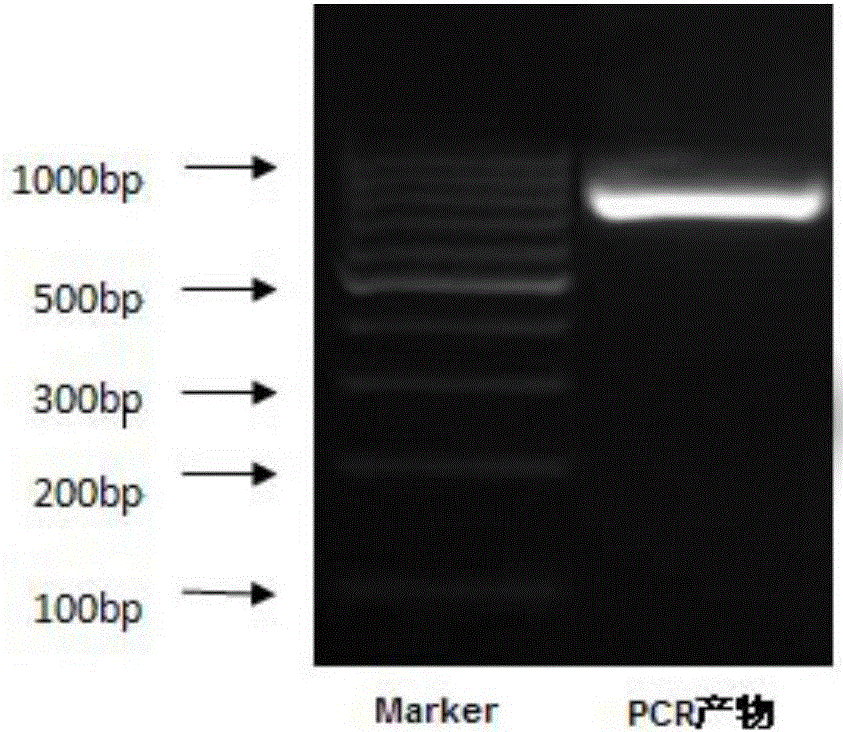 Recombinant expression vector, host and construction method thereof, and animal model construction method