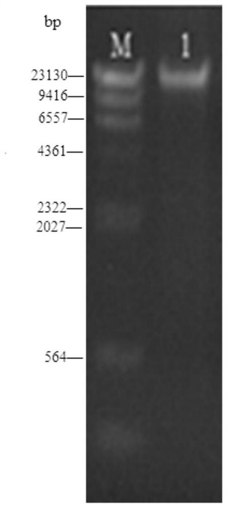 A method for the enrichment, extraction and identification of the mitochondrial genome of the river clam