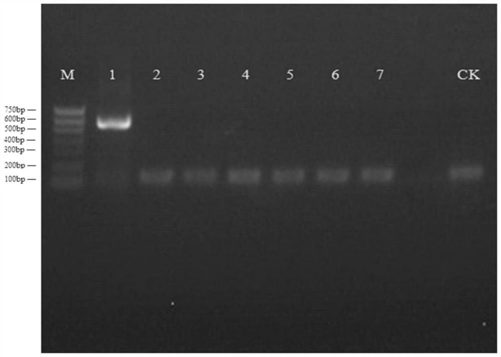 A method for the enrichment, extraction and identification of the mitochondrial genome of the river clam