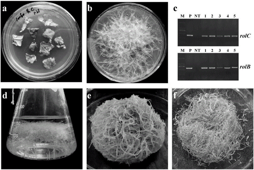 Method for producing verbascoside by using hairy roots of rehmannia