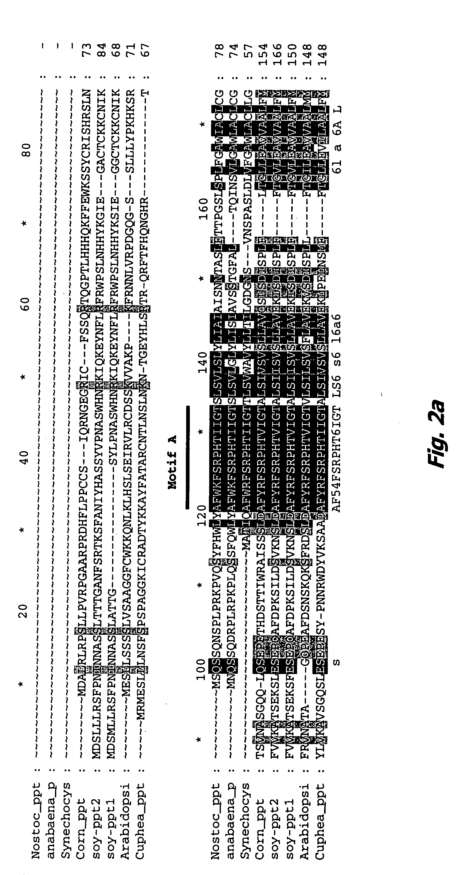 Homogentisate prenyl transferase ("HPT") nucleic acids and polypeptides, and uses thereof