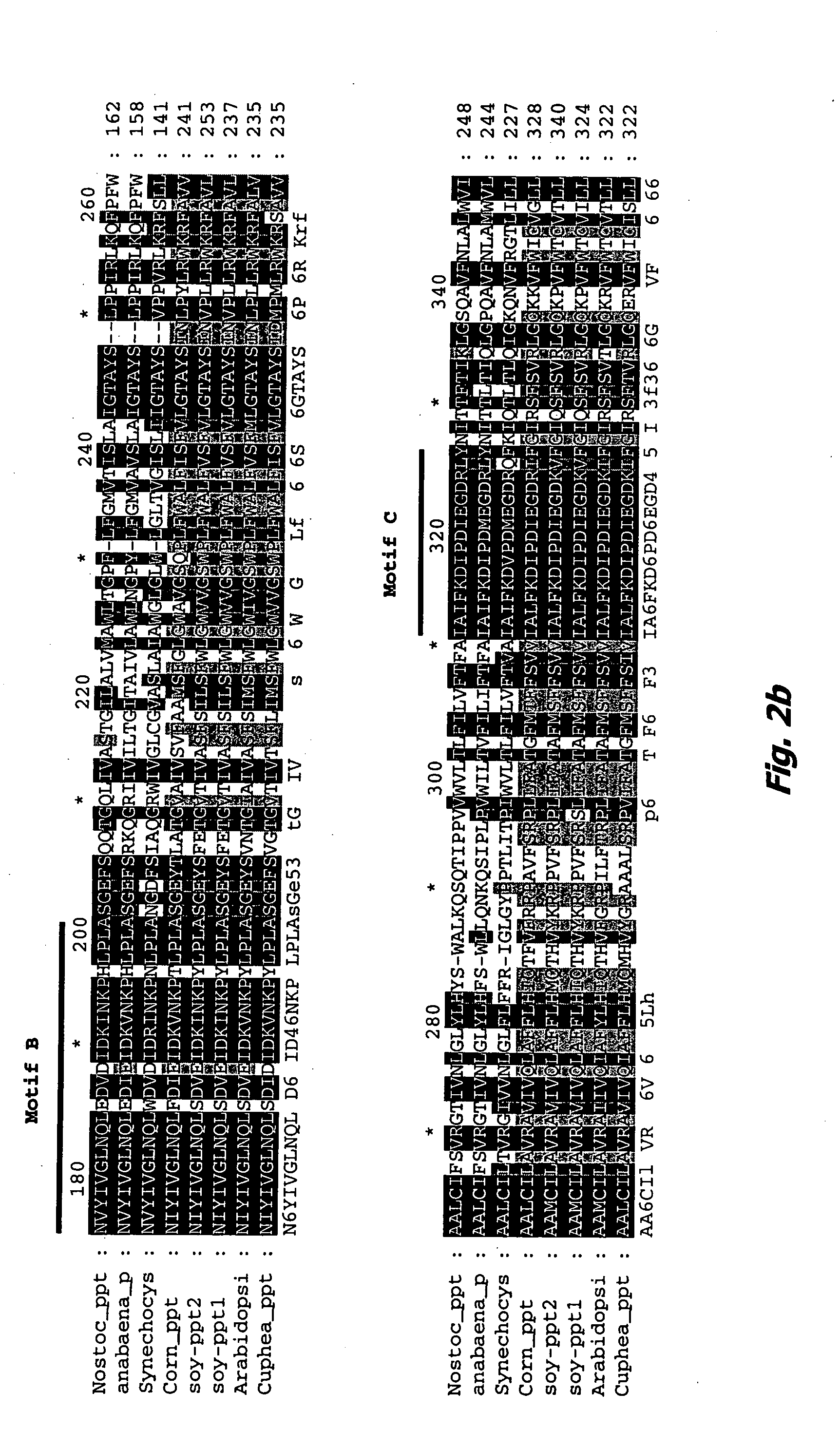 Homogentisate prenyl transferase ("HPT") nucleic acids and polypeptides, and uses thereof