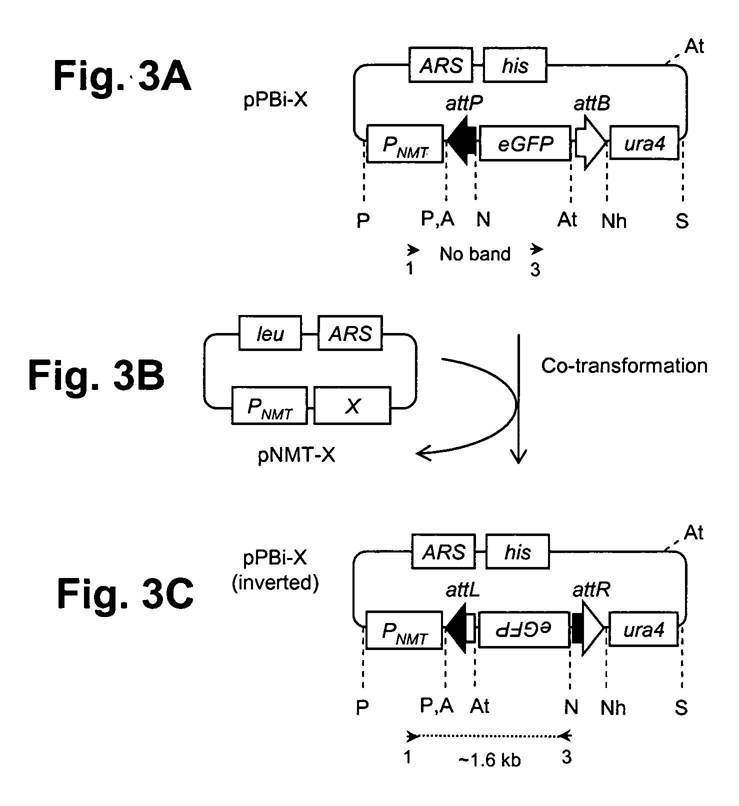 Site-specific recombination systems for use in eukaryotic cells