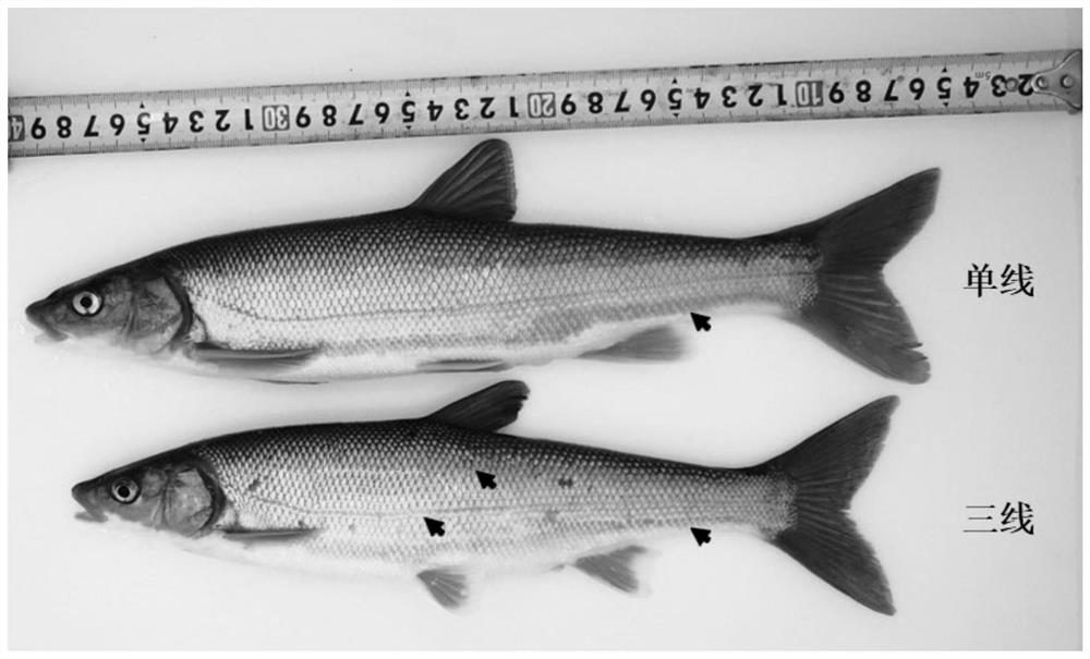 Specific DNA (deoxyribonucleic acid) molecular marker of trichiurus punctatus and application thereof