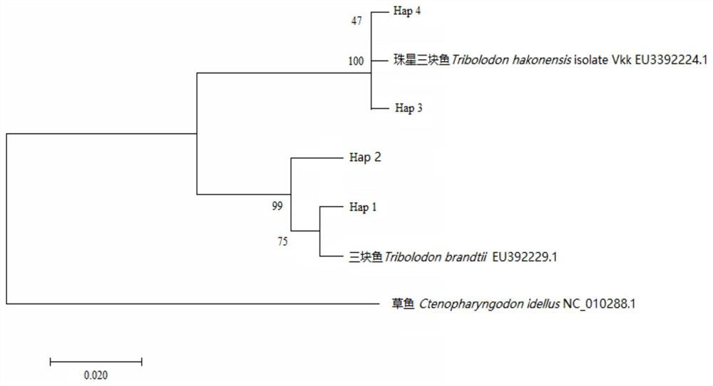 Specific DNA (deoxyribonucleic acid) molecular marker of trichiurus punctatus and application thereof