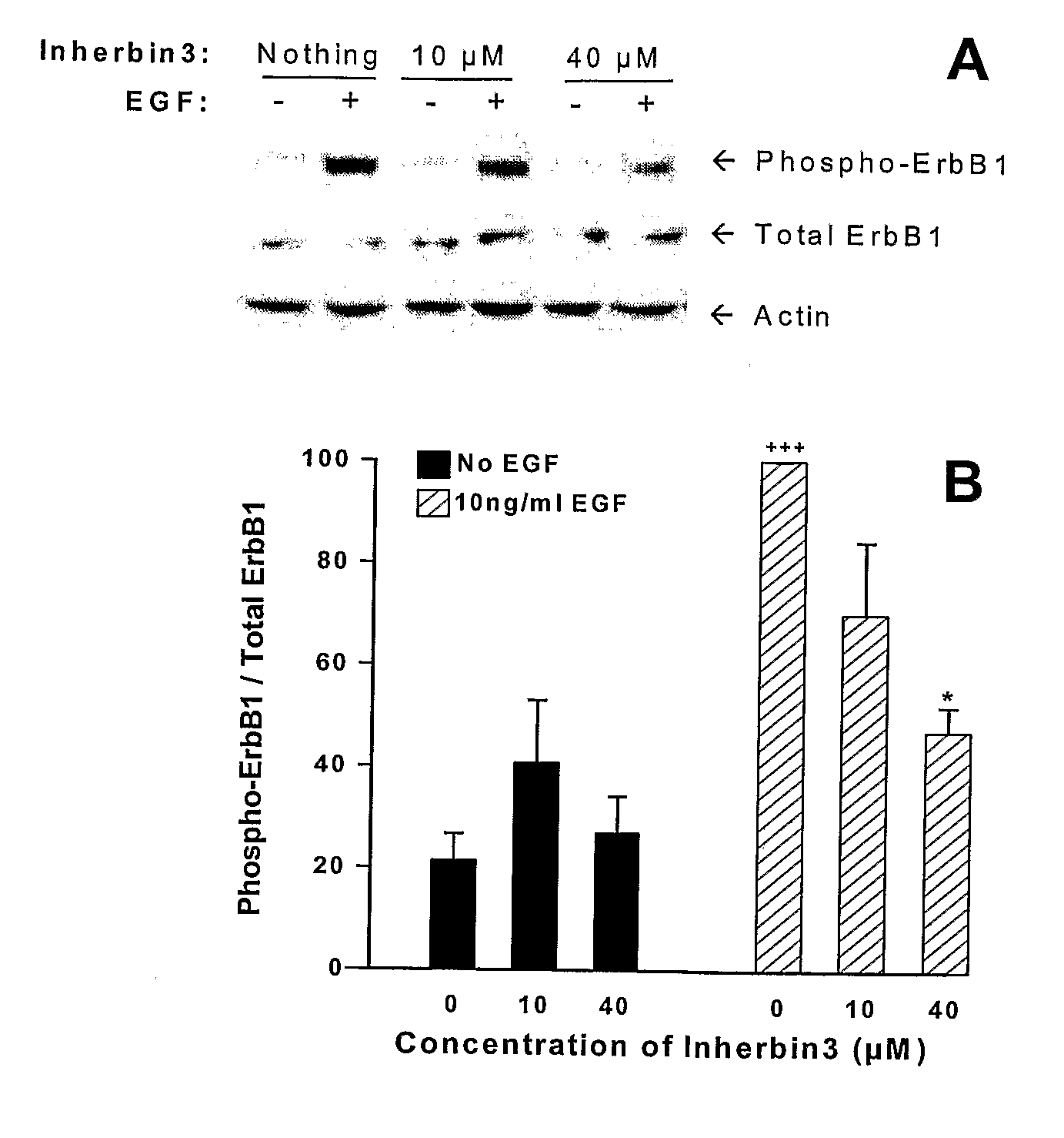 Erbb Receptor-Derived Peptide Fragments