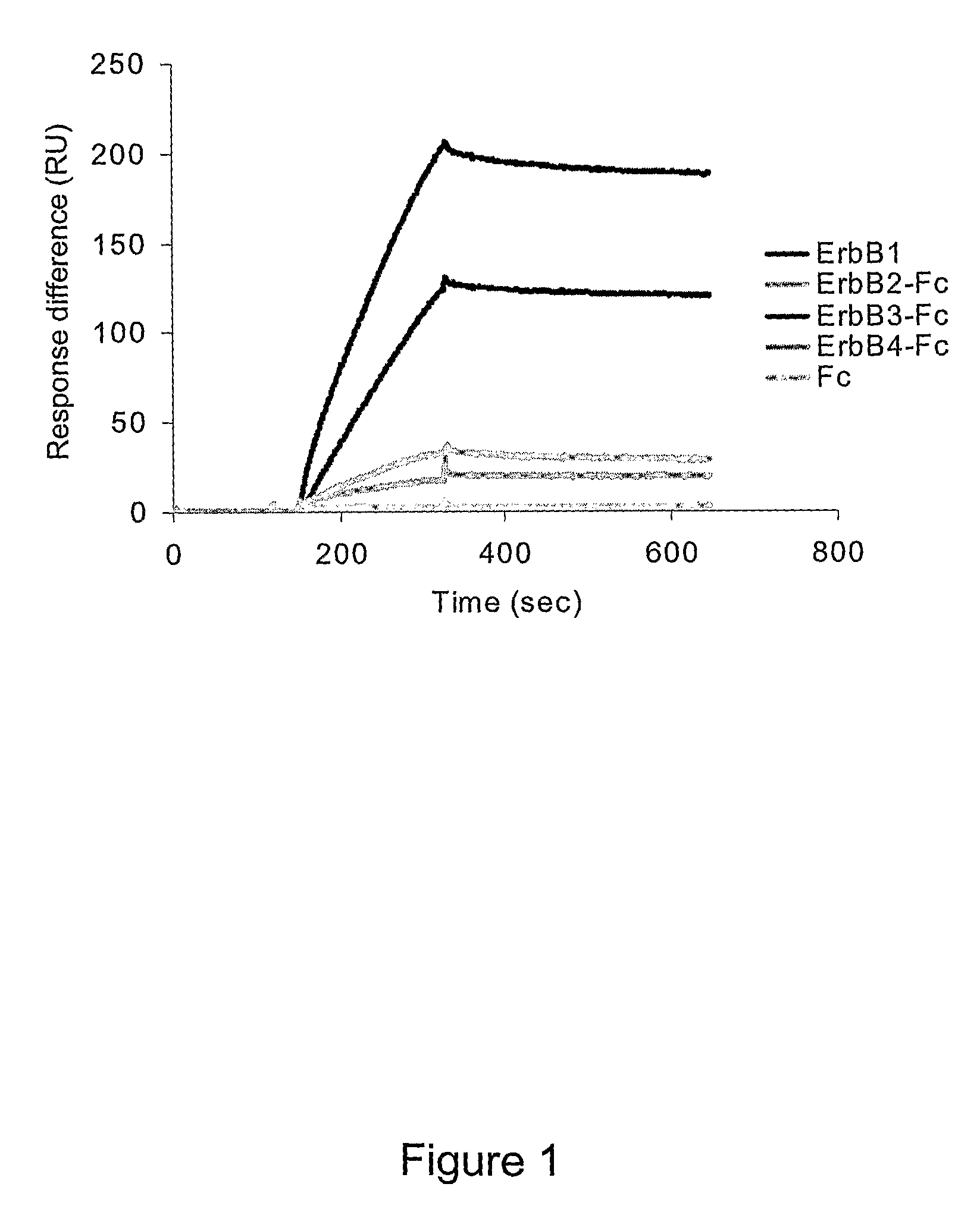 Erbb Receptor-Derived Peptide Fragments