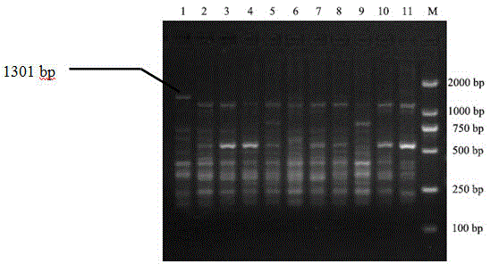 ISSR-SCAR (inter simple sequence repeat-sequence characterized amplified region) marker capable of identifying Wujiang brassica chinensis and identification method of marker