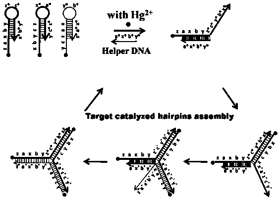 for hg  <sup>2+</sup> Colorimetric and fluorescent dual-signal biosensor for detection and detection method