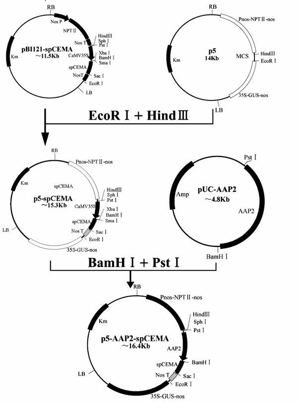 Plant expression vector for controlling artificially synthesized antimicrobial peptide gene by using specific vascular promoter and method for culturing anti-greensickness cotton by using same