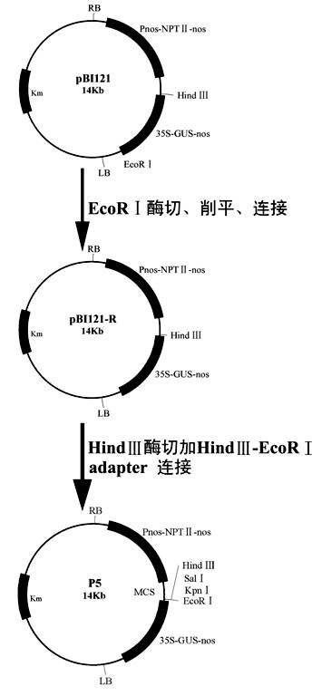 Plant expression vector for controlling artificially synthesized antimicrobial peptide gene by using specific vascular promoter and method for culturing anti-greensickness cotton by using same