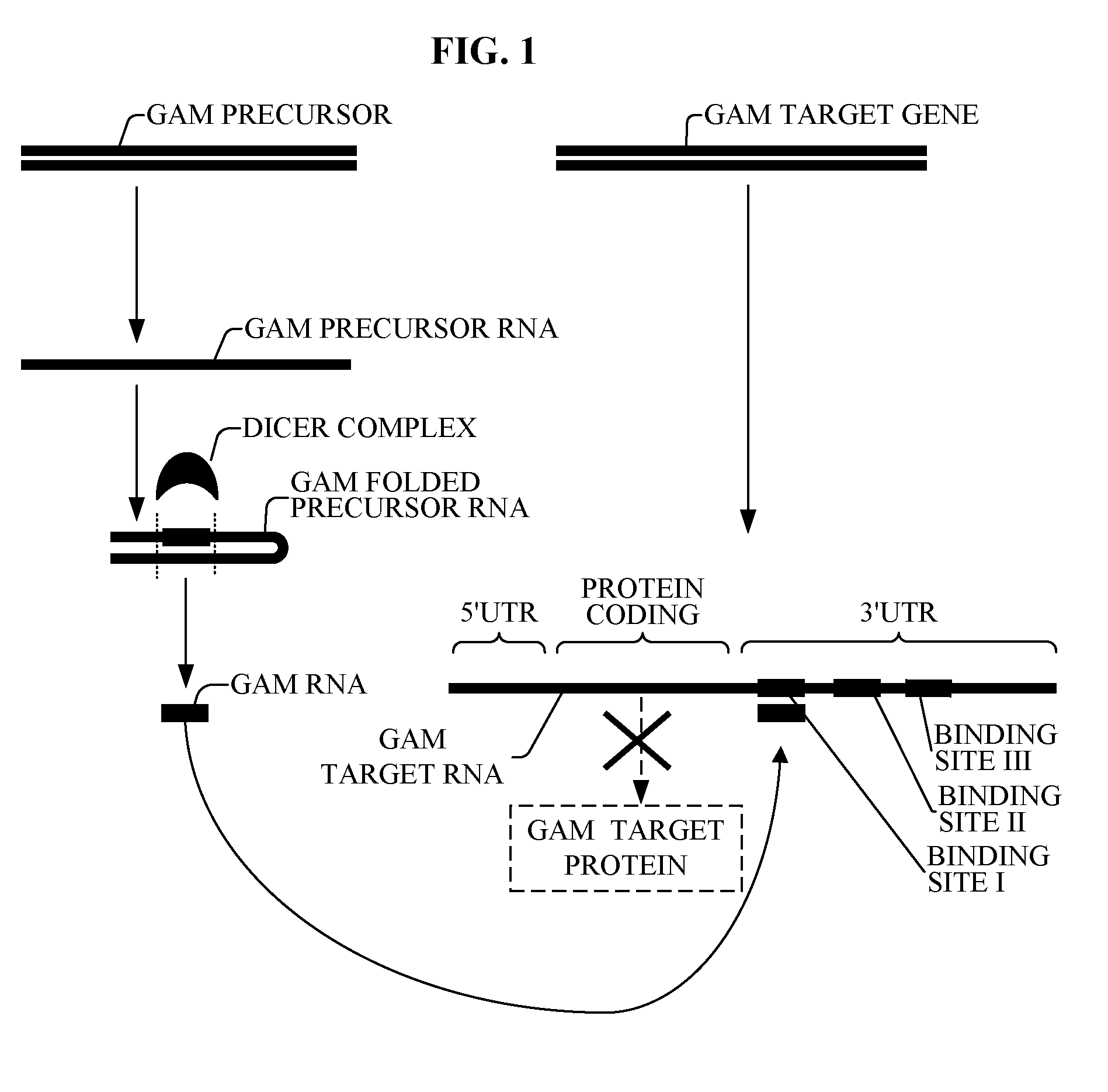 Bioinformatically detectable group of novel regulatory viral and  viral associated oligonucleotides and uses thereof