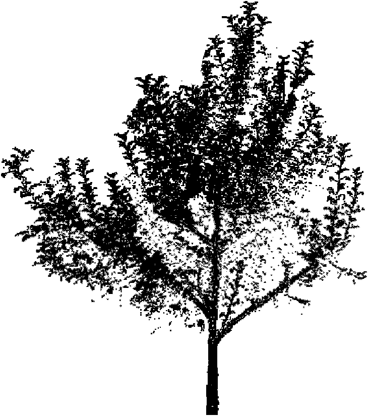 Fruit three morphological structure three-dimensional (3D) reconstruction method based on multi-scale measurement data