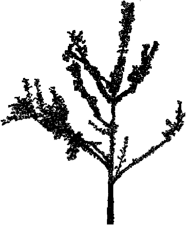 Fruit three morphological structure three-dimensional (3D) reconstruction method based on multi-scale measurement data