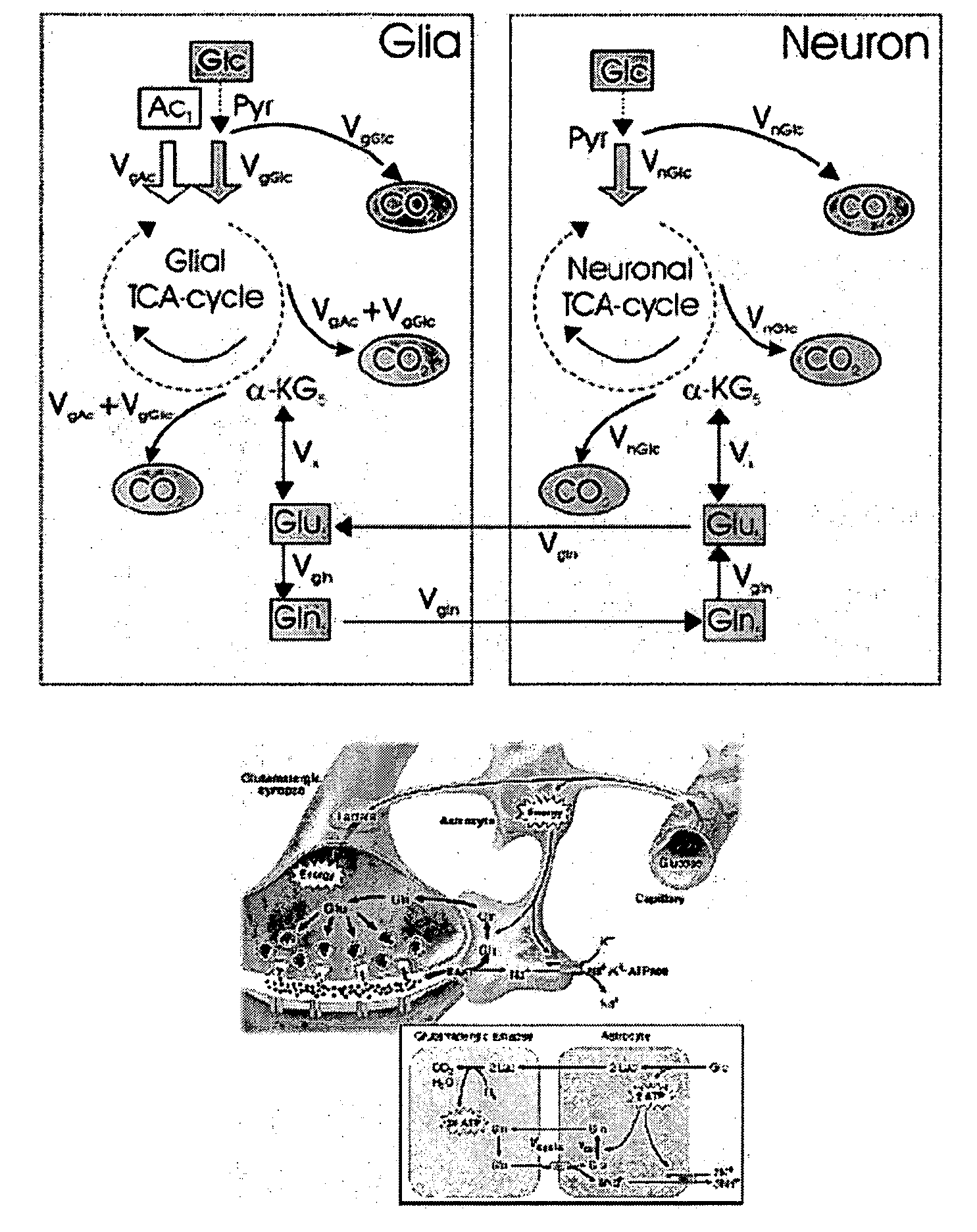 Imaging agents and methods of use thereof