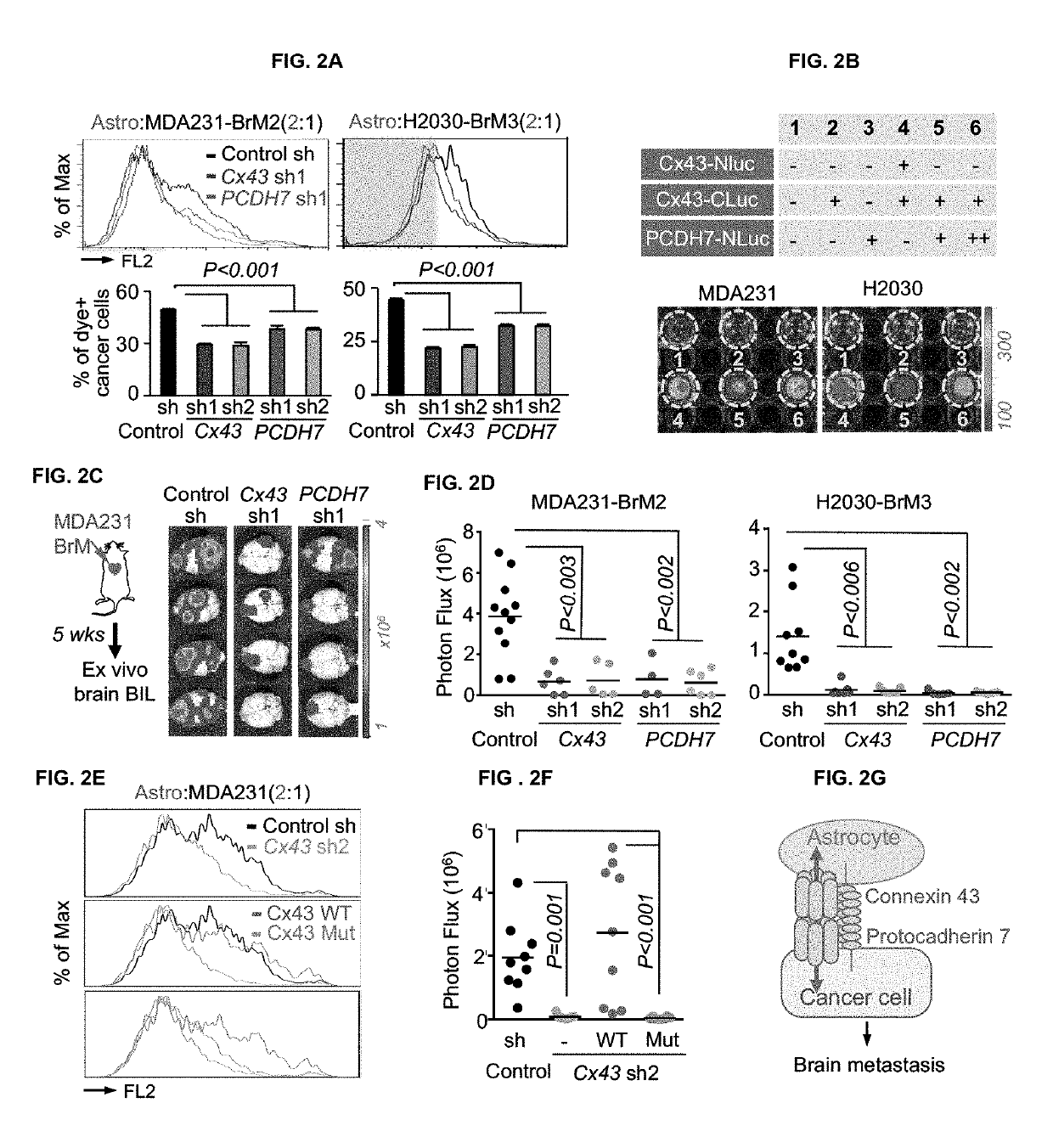 Methods for treating brain metastasis