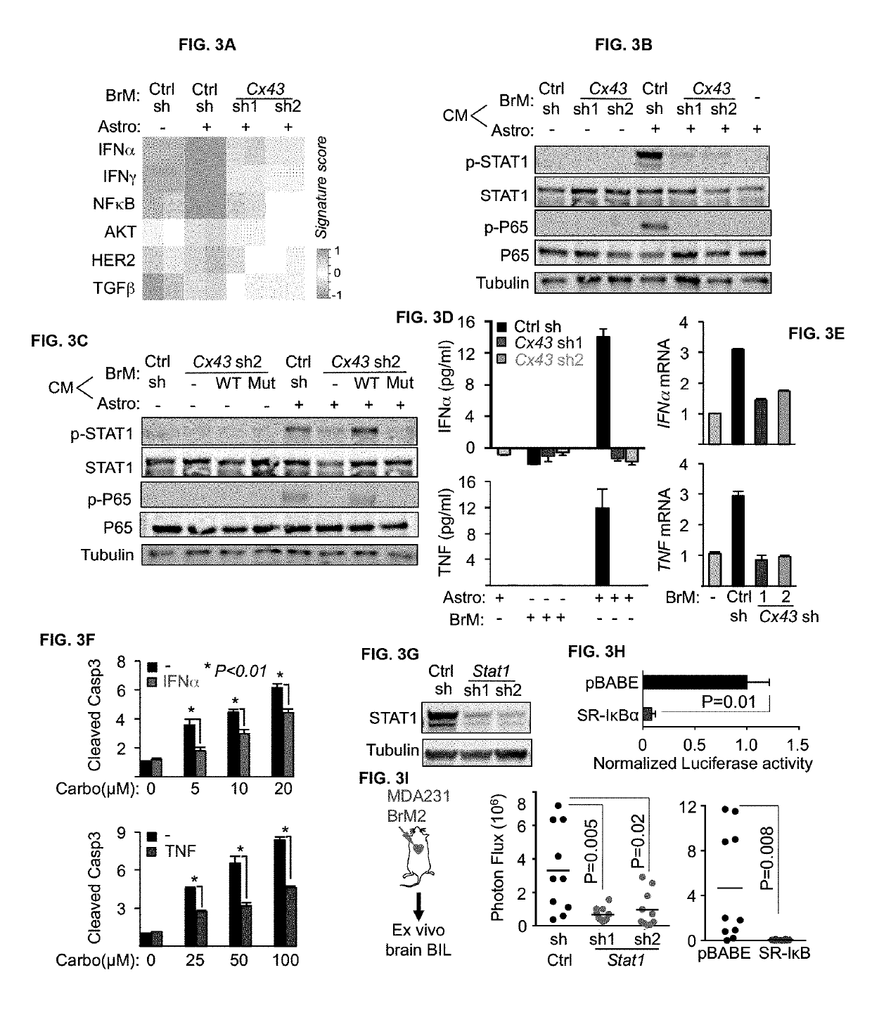 Methods for treating brain metastasis