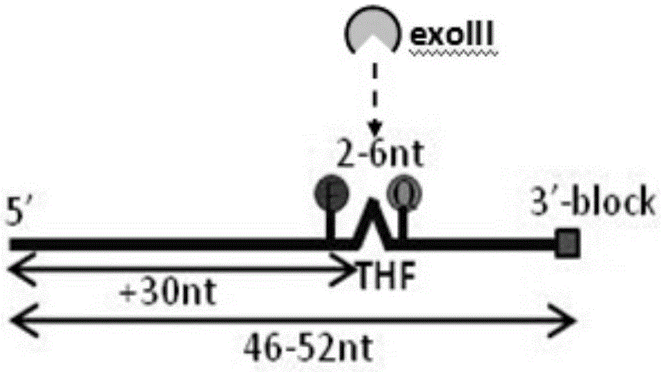 Normal-temperature and constant-temperature nucleic acid amplification method using fluorescence probe