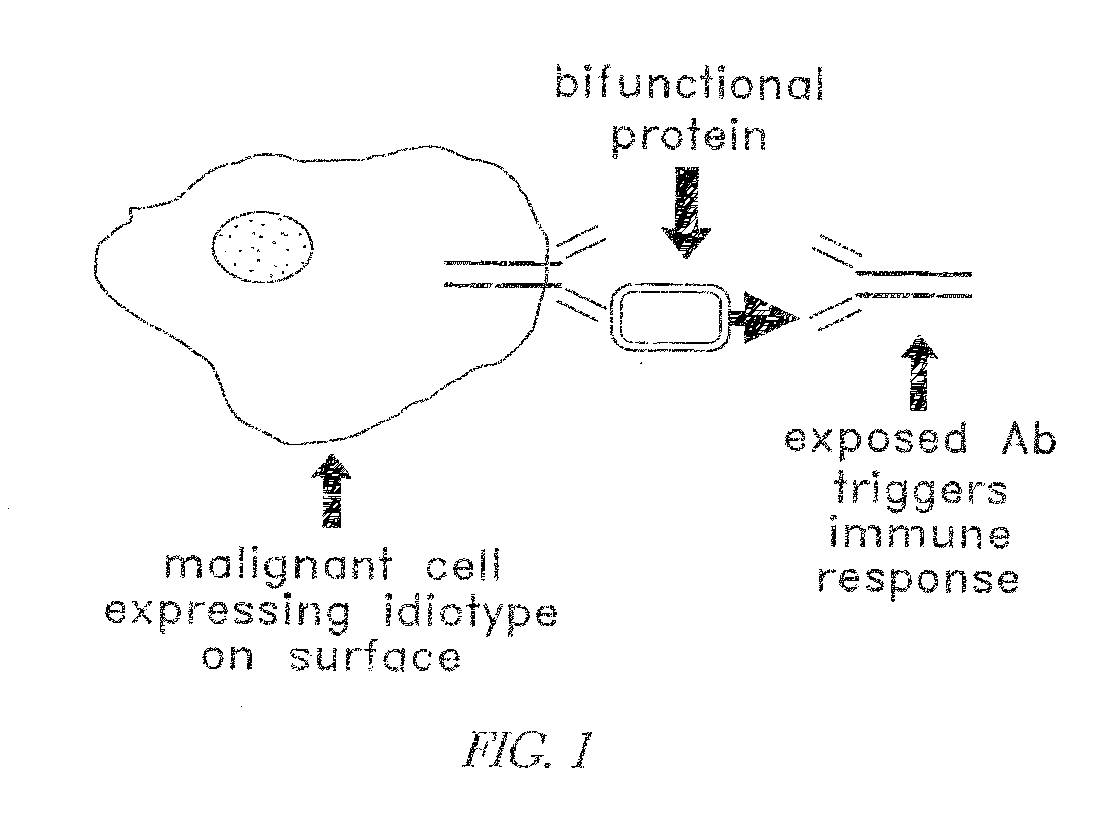 Modular targeted therapeutic agents and methods of making same