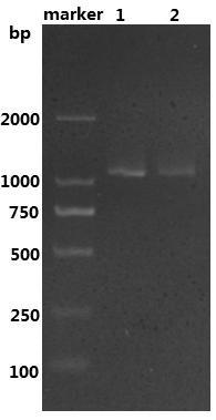 A kind of leucine dehydrogenase and its preparation method and application