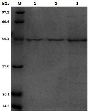 A kind of leucine dehydrogenase and its preparation method and application