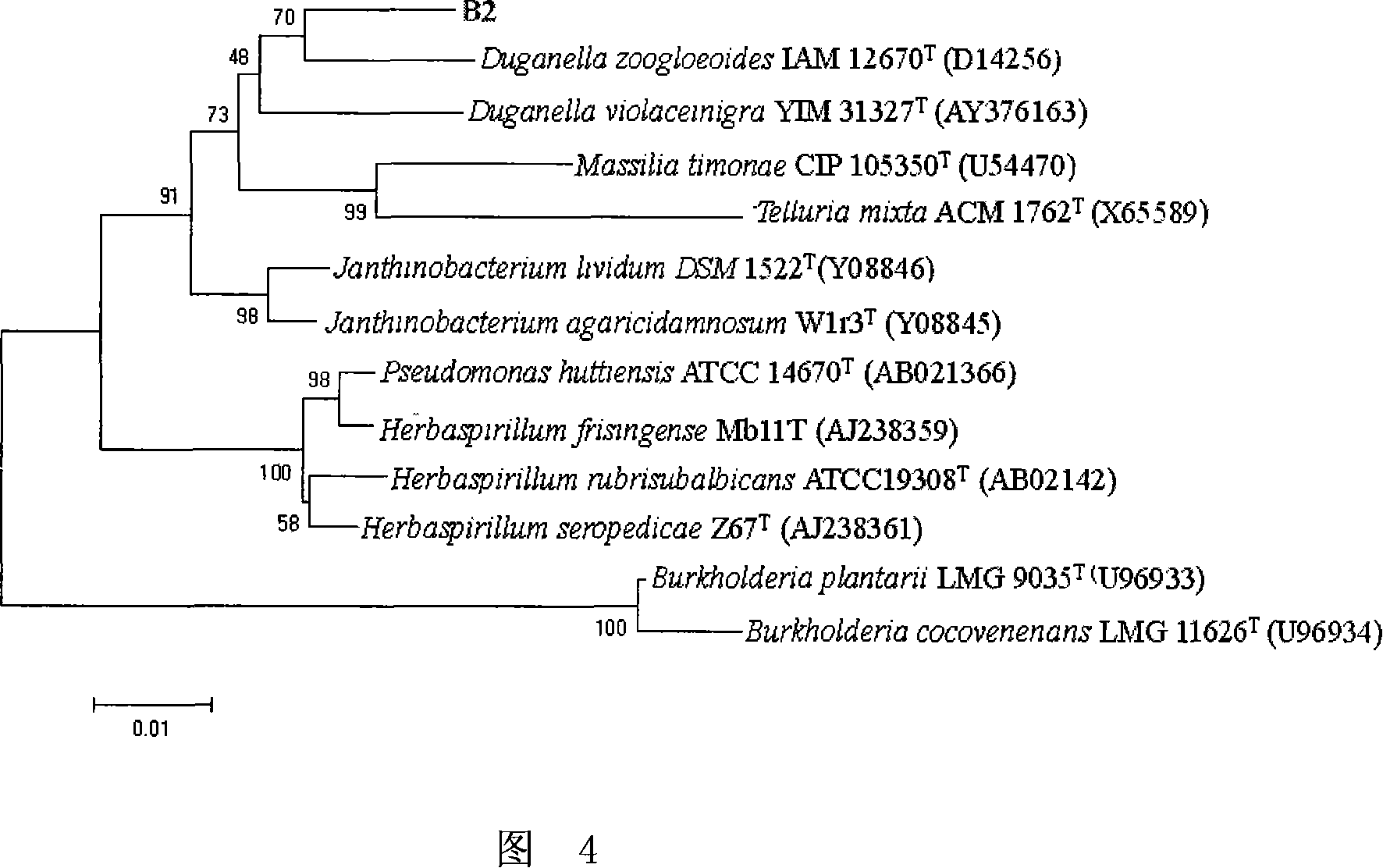 Duganella bacterium and uses thereof