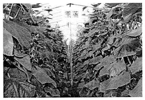 A method of combining non-toxic and non-residual soil treatment with bio-organic fertilizer for the prevention and control of cucumber wilt