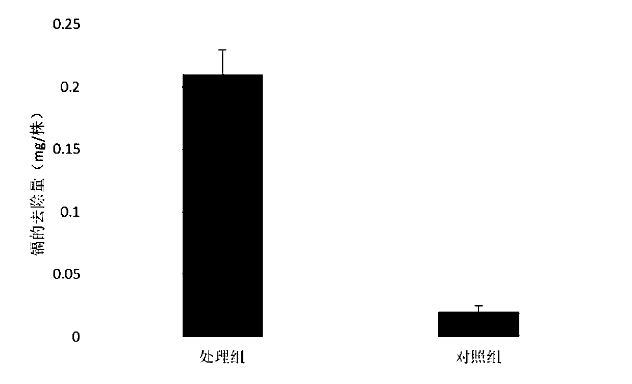 Method for improving remediation efficiency of hyperaccumulator feather cockscomb with organic acid matched with fertilization