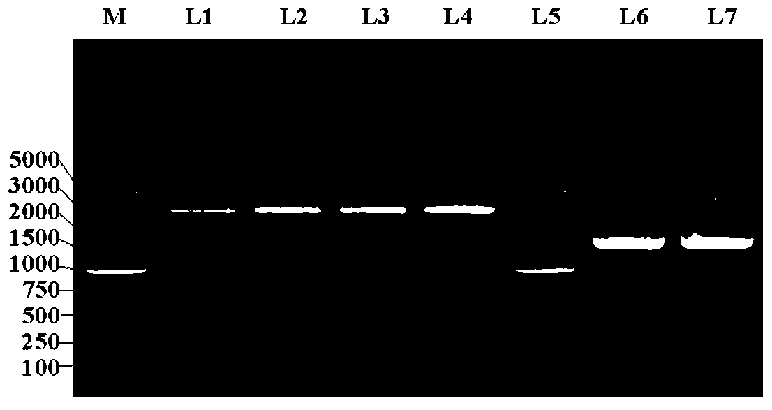 A kind of eukaryotic expression vector and system using CHO cell to produce recombinant protein