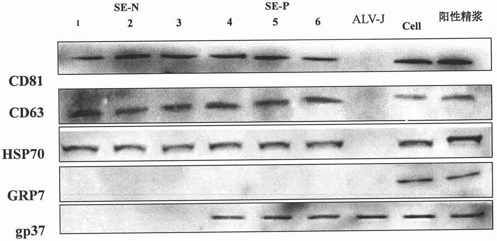 A method and application of blocking vertical transmission of chicken avian leukemia virus