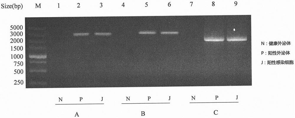 A method and application of blocking vertical transmission of chicken avian leukemia virus