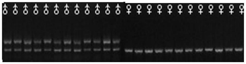 Micropterus salmoides gender-related molecular marker