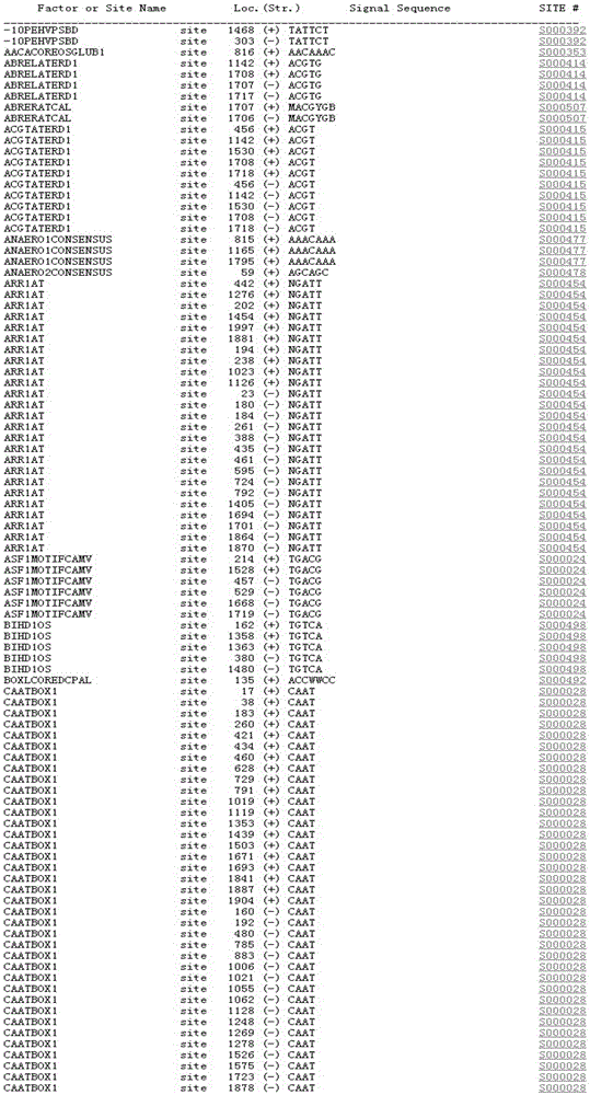 Promoter of watermelon ClCP2 gene and preparation method and application thereof