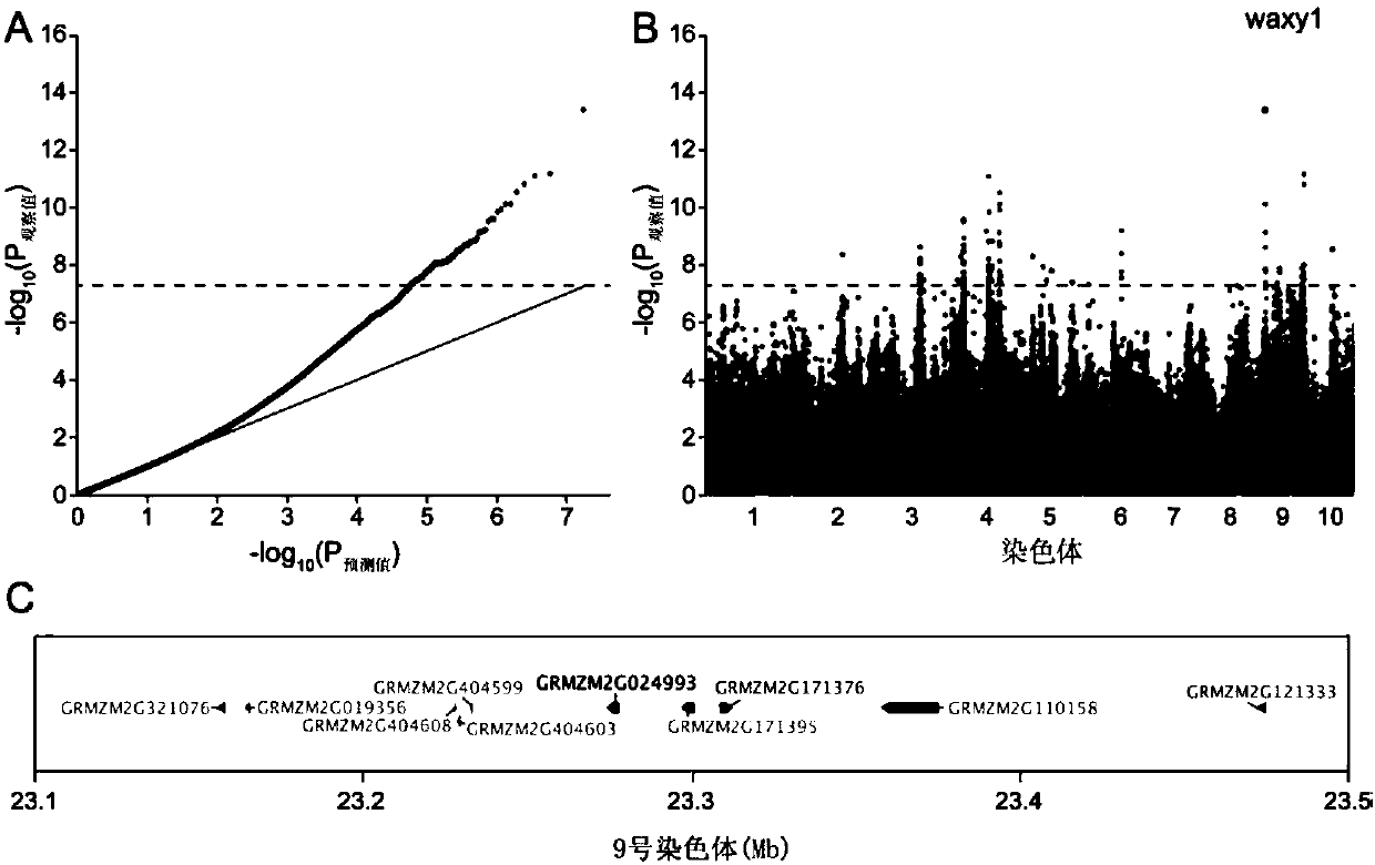 Method for developing waxy1-gene internal molecular markers on basis of association analysis and KASP