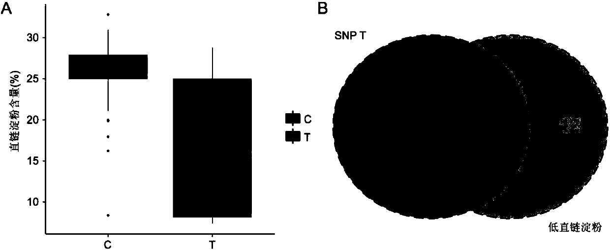 Method for developing waxy1-gene internal molecular markers on basis of association analysis and KASP