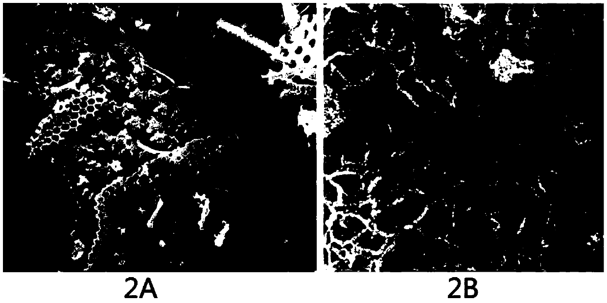 Insecticide composition for controlling nematode and mite pests