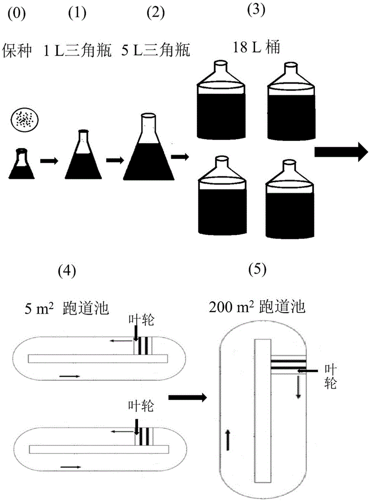 Desert biodiesel producing microalgae large-scale semi-continuous culturing method