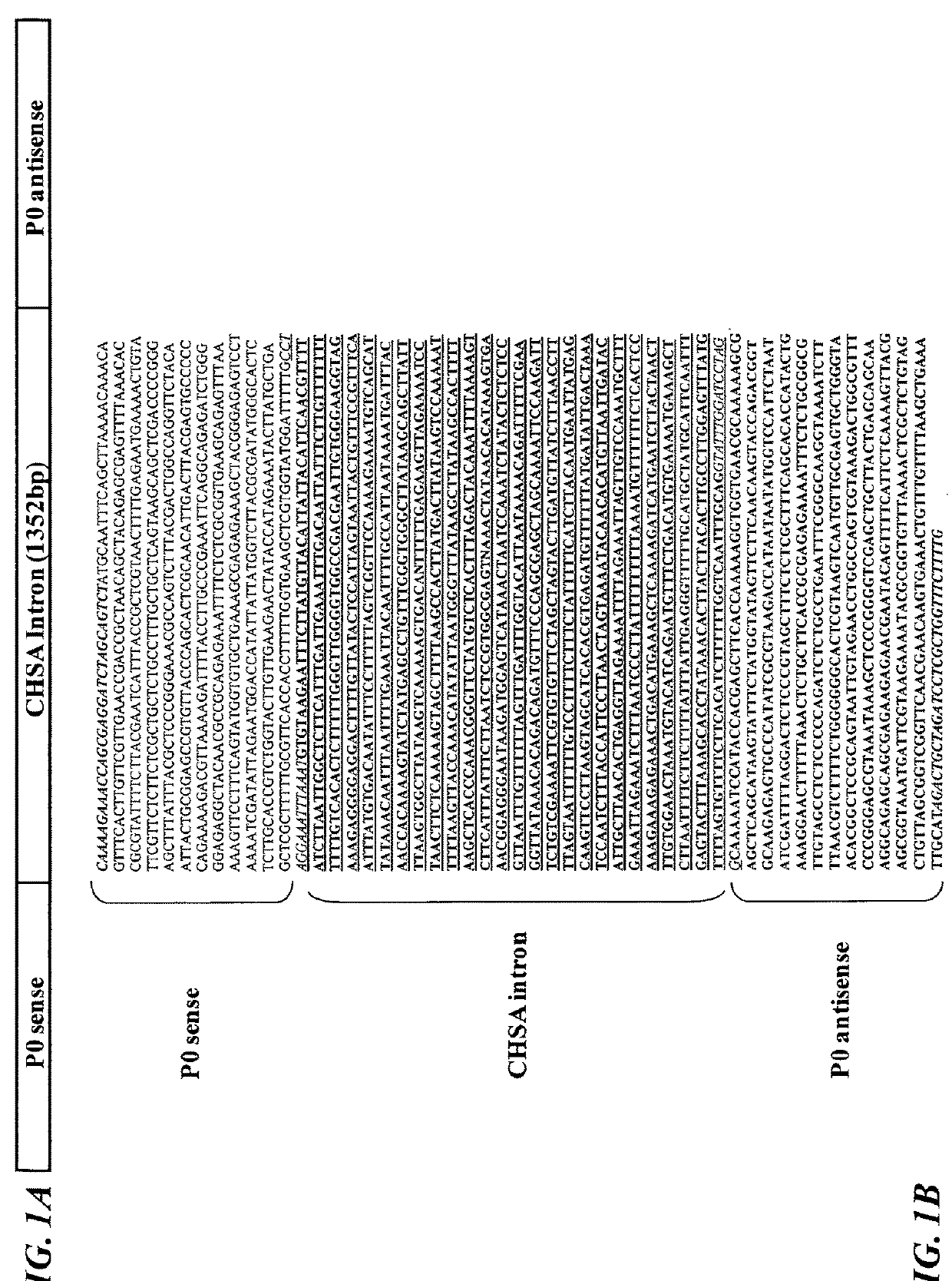 P0 gene silencing constructs and use