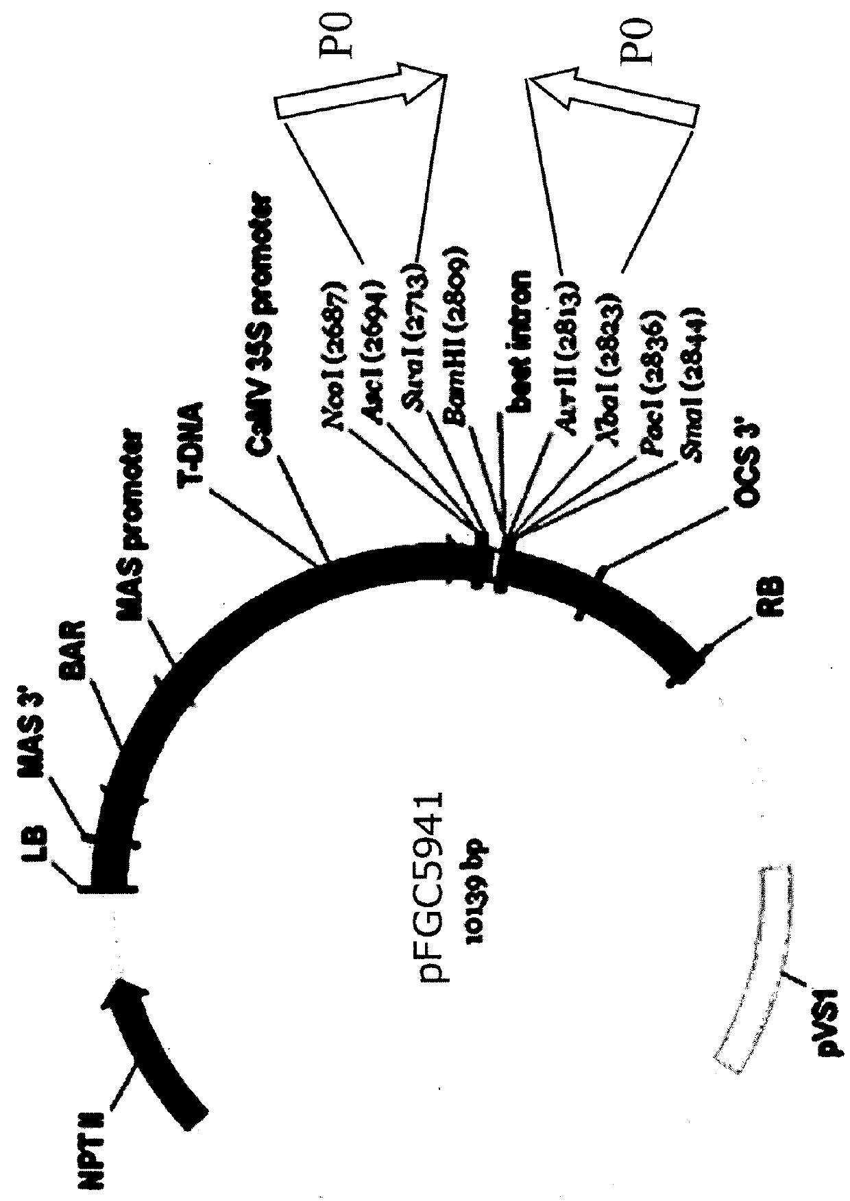 P0 gene silencing constructs and use