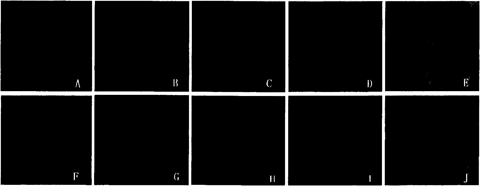 Antiviral serotype shared monoclonal antibody of foot-and-mouth disease and distinguished epitope thereof