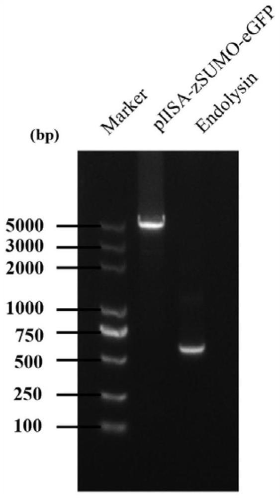 Klebsiella pneumoniae bacteriophage lyase as well as preparation method and application thereof