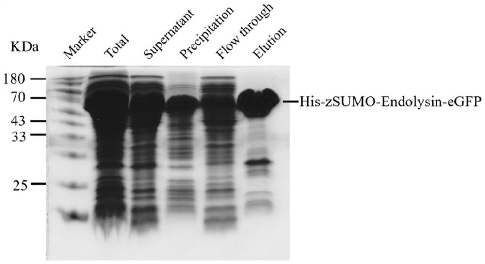 Klebsiella pneumoniae bacteriophage lyase as well as preparation method and application thereof