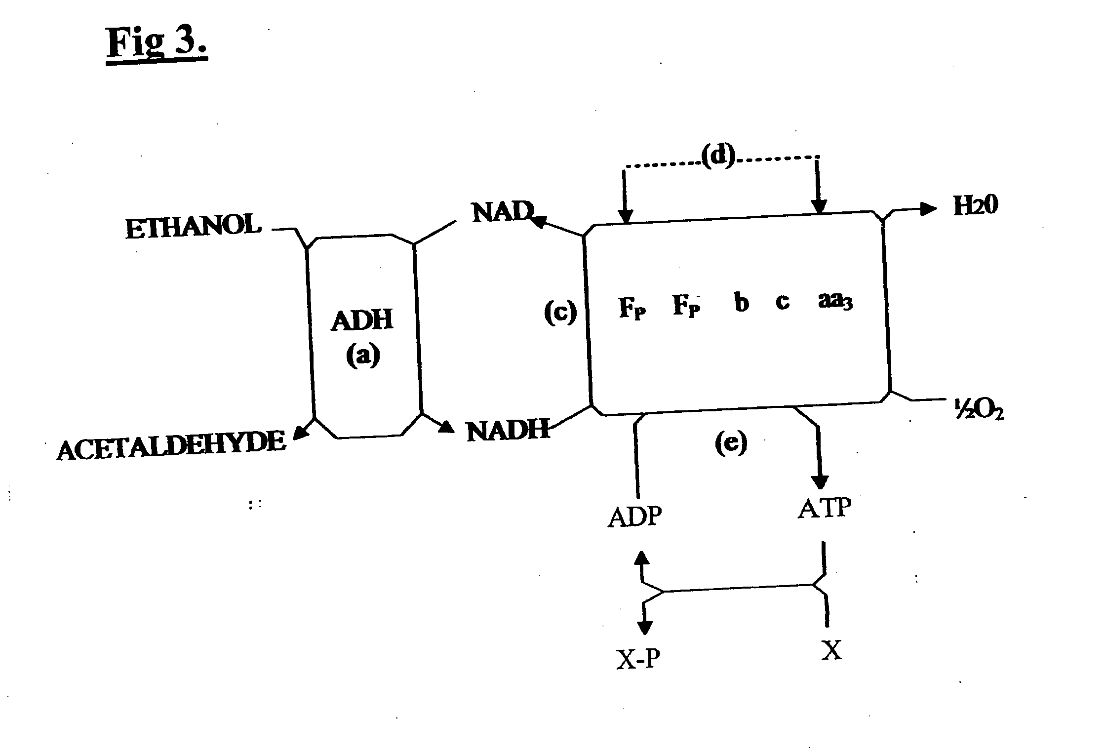 Composition for stimulation of specific metallo-enzymes