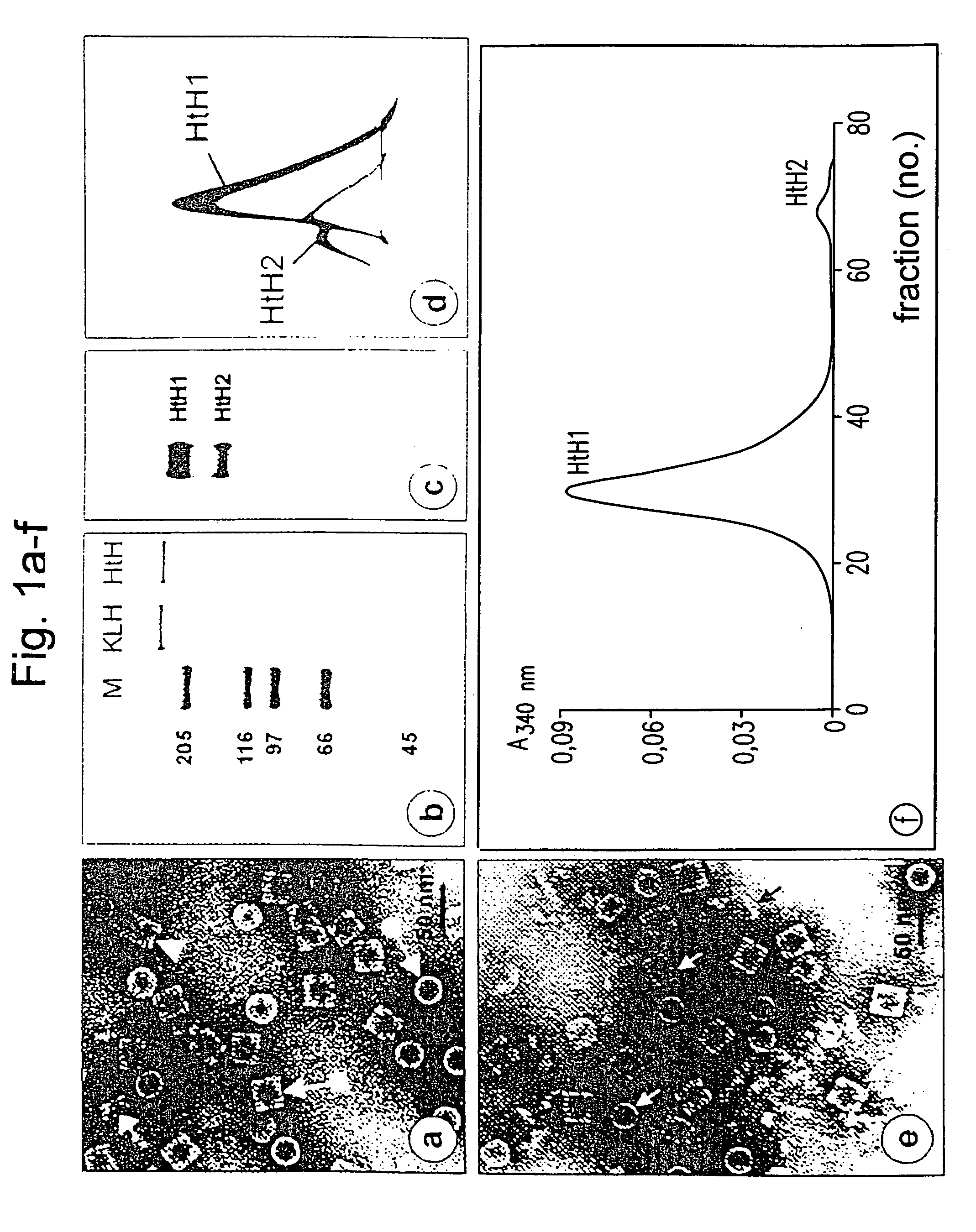 Nucleic acid molecule comprising a nucleic acid sequence coding for a haemocyanin